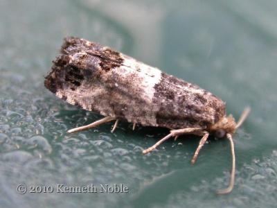 Spilonota ocellana (bud moth) Kenneth Noble